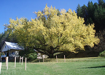 Photo of Verbrugge Oak Tree - Verbrugge Environmental Center. Photo of Verbrugge Oak Tree - Verbrugge Environmental Center.
